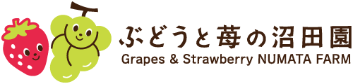 川越市いちご狩りとシャインマスカット等ぶどう狩り・直売の沼田園